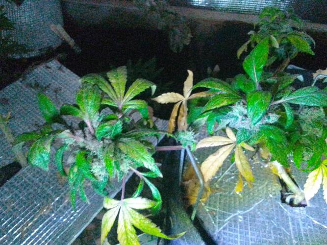 Poison Envy feminized I. Week 20