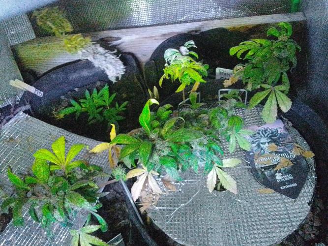 Poison Envy feminized I. Week 20