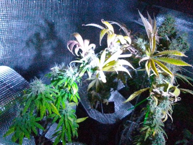 Royal Domina Feminized. Week 13