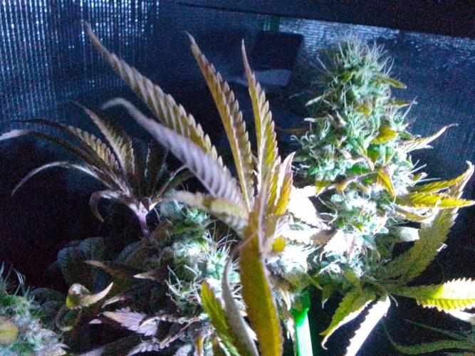 Royal Domina Feminized. Week 13