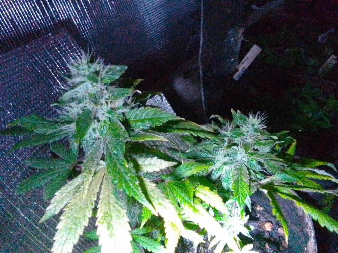 Royal Domina Feminized. Week 13 - Clones ❤️