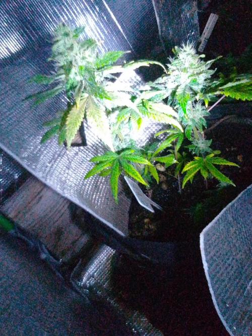 Royal Domina Feminized. Week 13 - Clones 💞