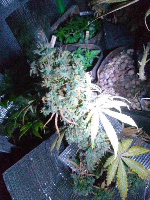 CBD 20:1 Auto III. Week 12