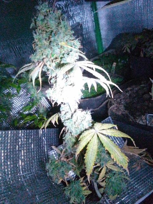 CBD 20:1 Auto III. Week 12