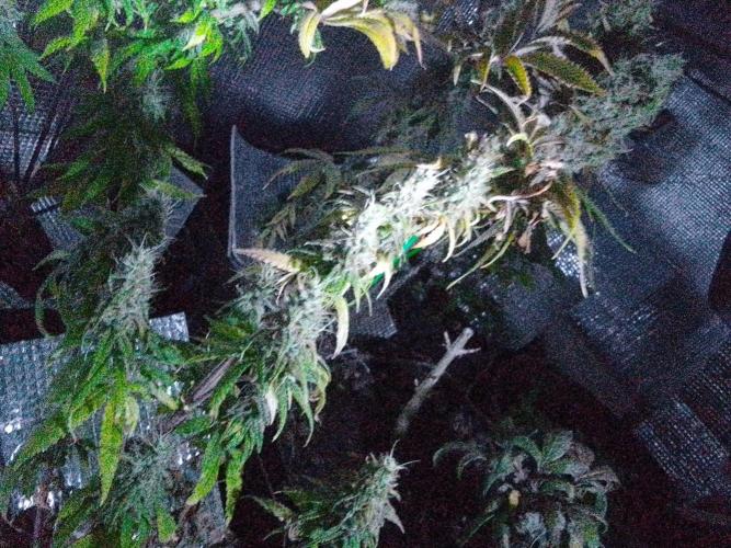 Biscotti Feminized. Week 13