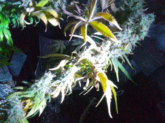 Biscotti Feminized. Week 13