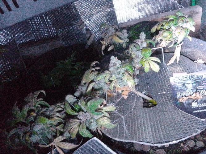 Poison Envy feminized I. Week 22