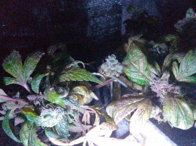 Poison Envy feminized I. Week 22