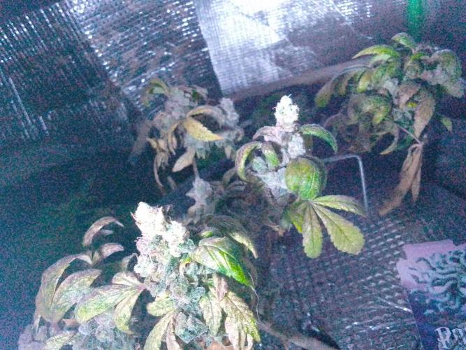 Poison Envy feminized I. Week 22