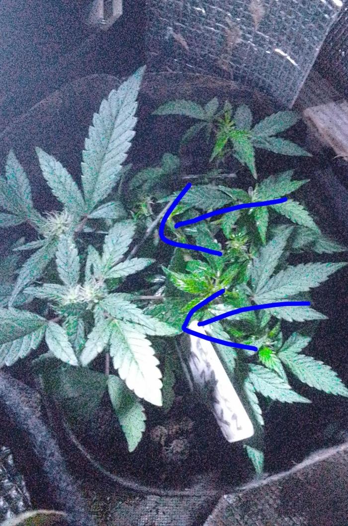 Poison Envy fem III. Week 7