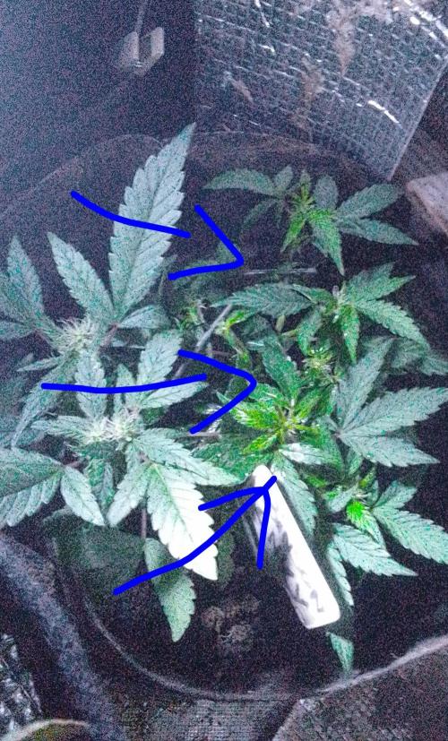 Mendo Breath Feminized 4/20 pcs. Week 9