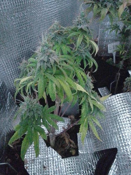 Royal Domina Feminized. Week 14