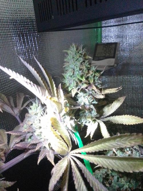 Royal Domina Feminized. Week 14