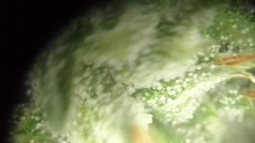 Royal Domina Feminized