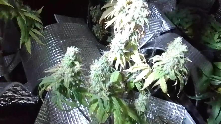 Biscotti Feminized