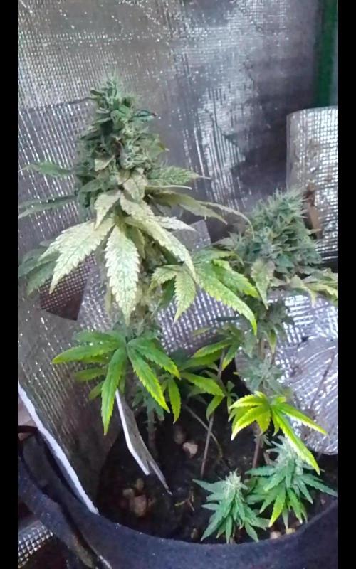 Royal Domina Feminized. Week 14 - Clones