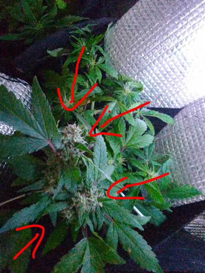 Poison Envy fem III. Week 8