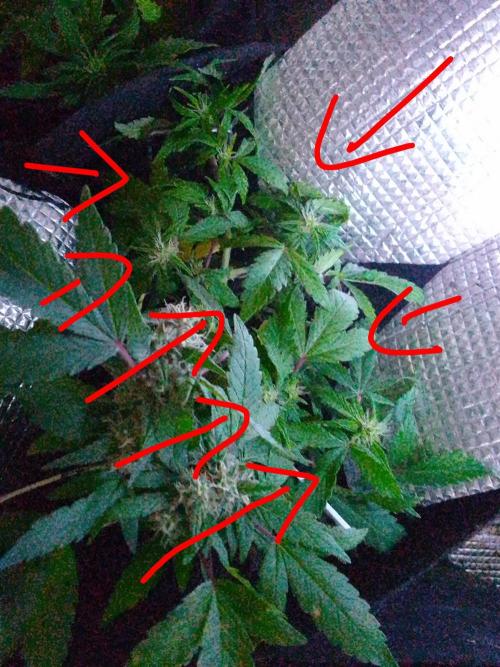 Mendo Breath Feminized 4/20 pcs. Week 10