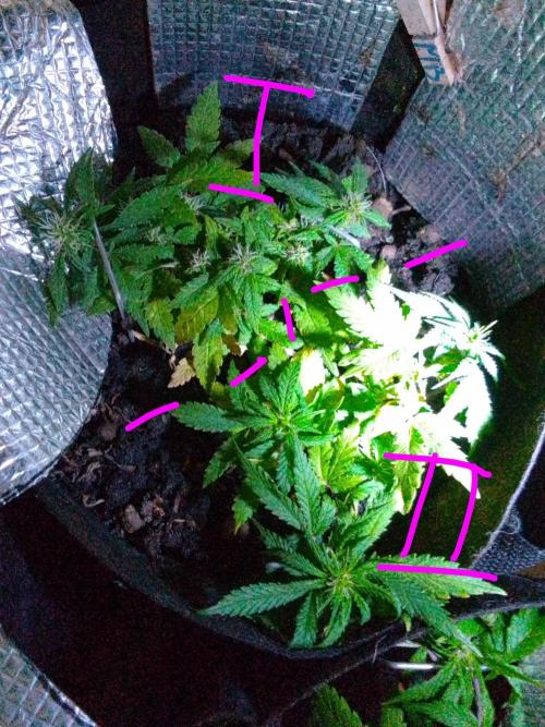 Mendo Breath Feminized 4/20 pcs. Week 10