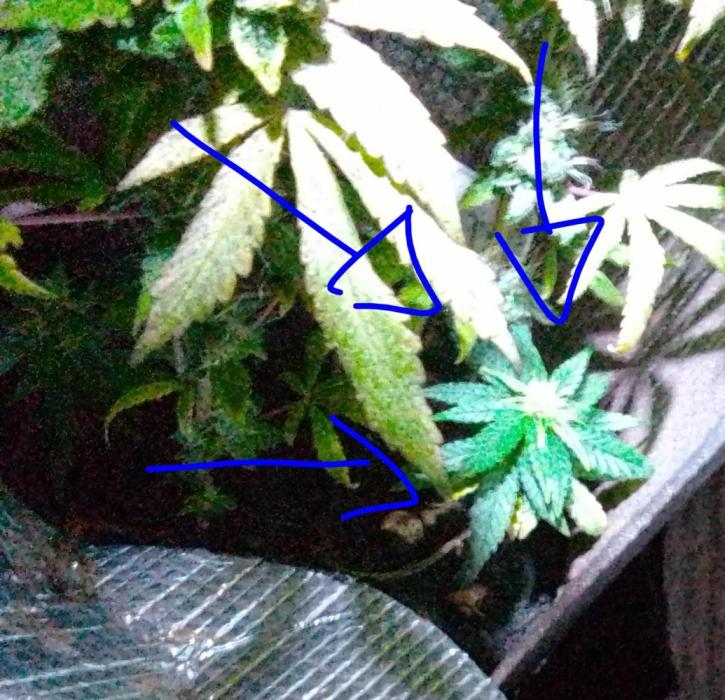 SeeDs in baG of CBD. Week 7