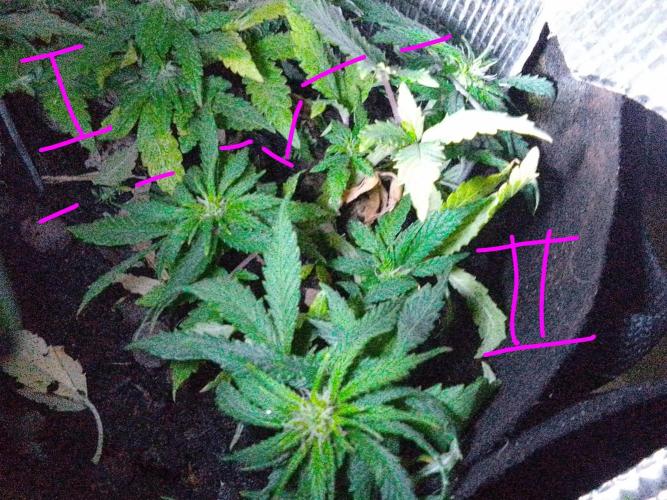 Mendo Breath Feminized 4/20 pcs. Week 10