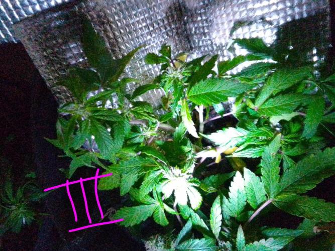 Mendo Breath Feminized 4/20 pcs. Week 10