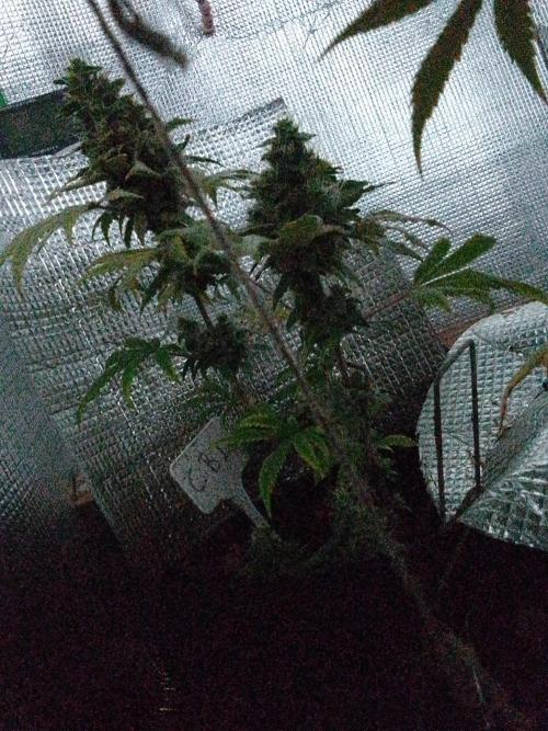 Royal Domina Feminized. Week 14