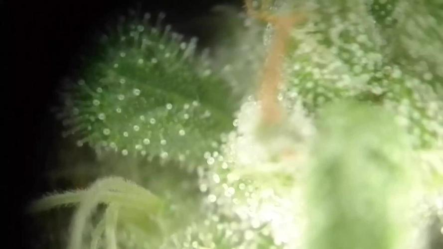 Royal Domina Feminized