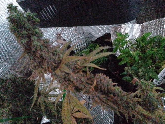 Biscotti Feminized. Week 14