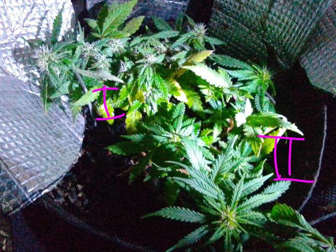 Mendo Breath Feminized 4/20 pcs. Week 11