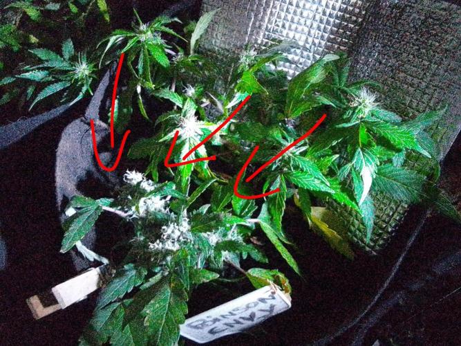 Poison Envy fem III. Week 9