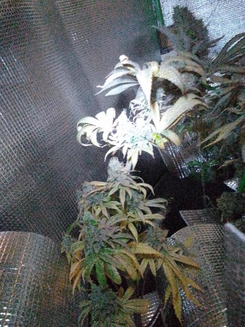 Royal Domina Feminized. Week 15