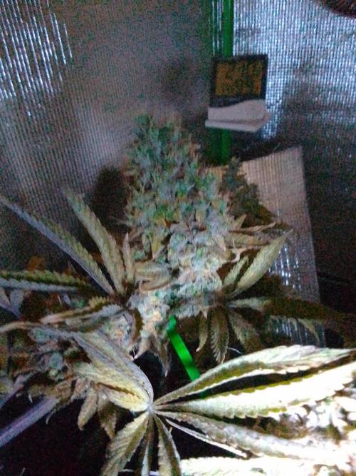 Royal Domina Feminized. Week 15