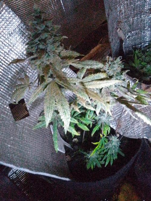 Royal Domina Feminized. Week 15 - Clones