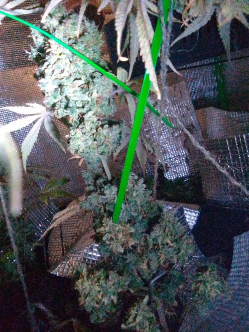 CBD 20:1 Auto III. Week 14