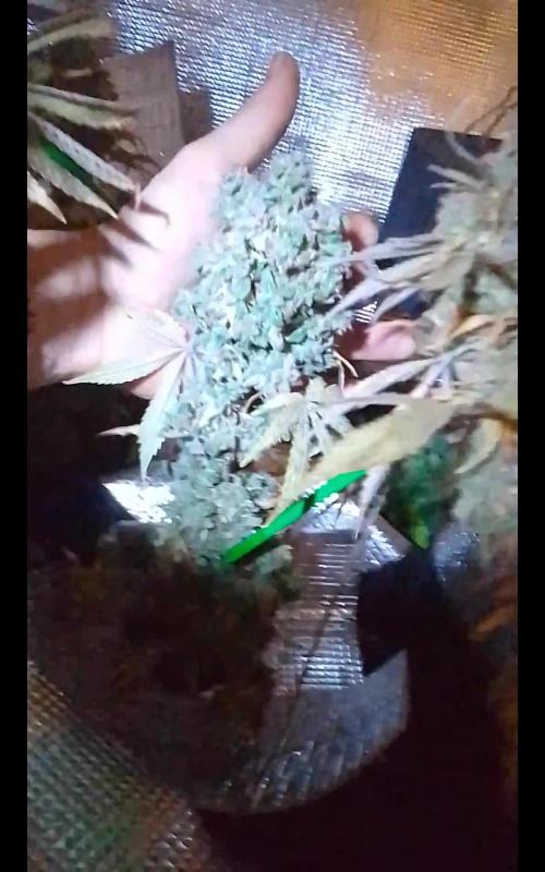 CBD 20:1 Auto III. Week 14