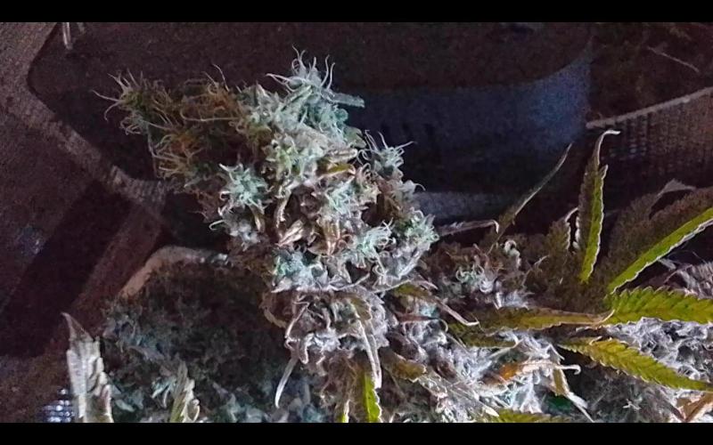 Biscotti Feminized. Week 15 - Thin flowers