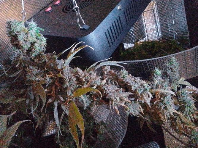 Biscotti Feminized. Week 15 - Thin buds