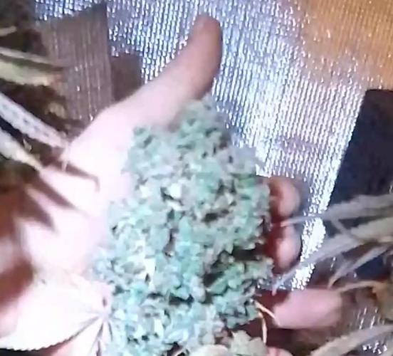 CBD 20:1 Auto III. Week 14