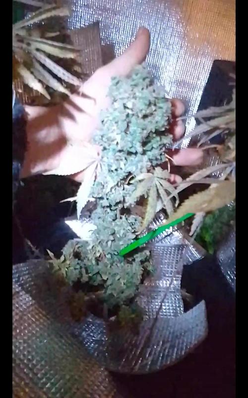 CBD 20:1 Auto III - 14gr. Week 15