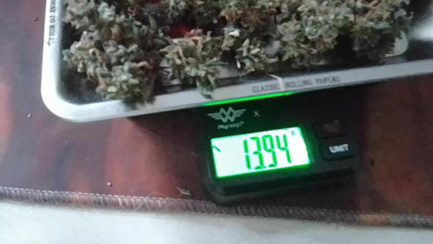 CBD 20:1 Auto III - 14gr