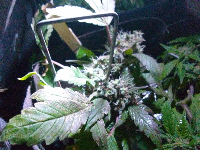 Poison Envy fem III. Week 9