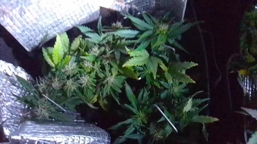 Mendo Breath Feminized 4/20 pcs