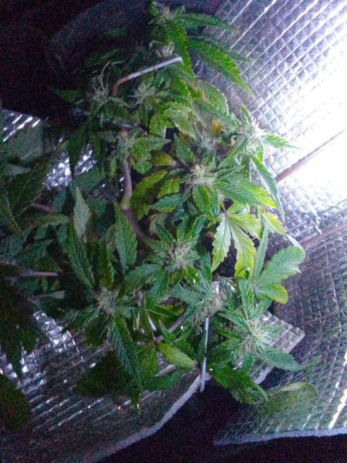 Mendo Breath Feminized 4/20 pcs. Week 11