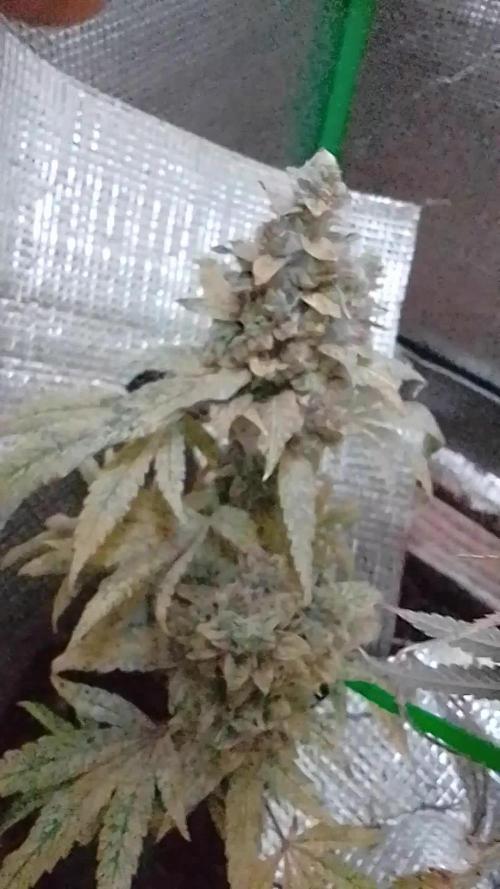 Royal Domina Feminized