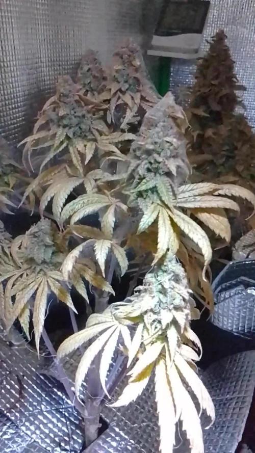 Royal Domina Feminized