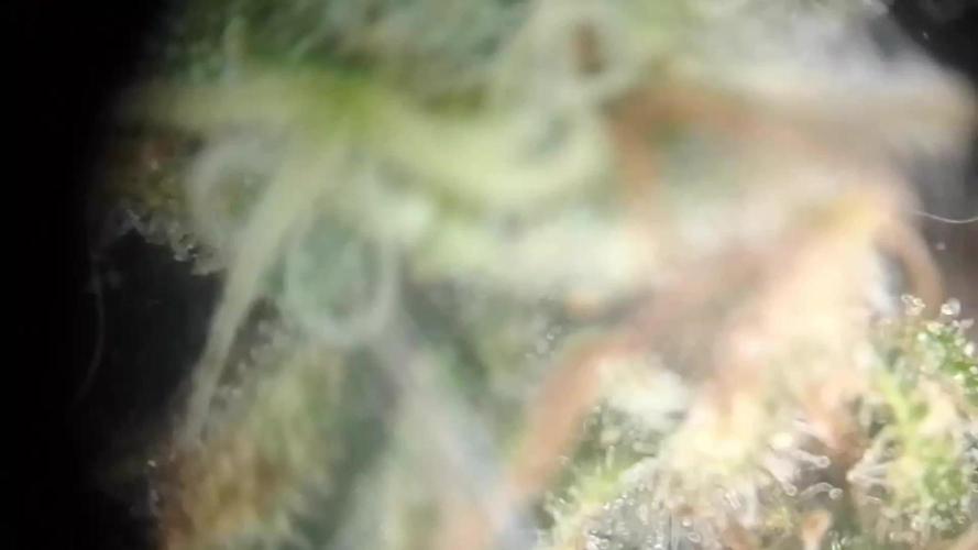 Biscotti Feminized