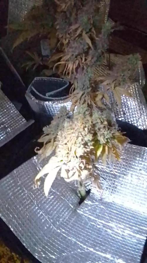 Biscotti Feminized