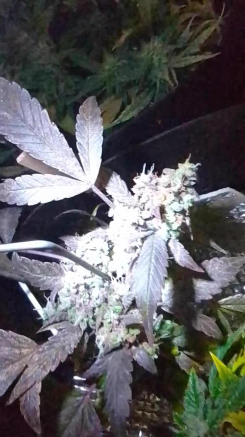 Poison Envy fem III