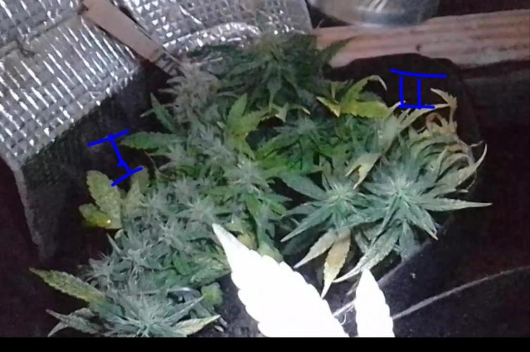 Mendo Breath Feminized 4/20 pcs. Week 12